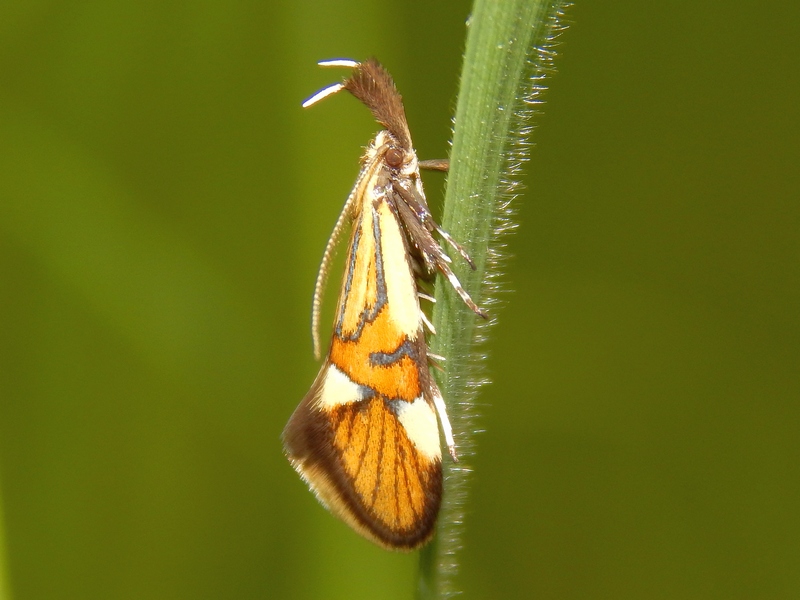 Alabonia geoffrella - Oecophoridae  Bellissima!!!